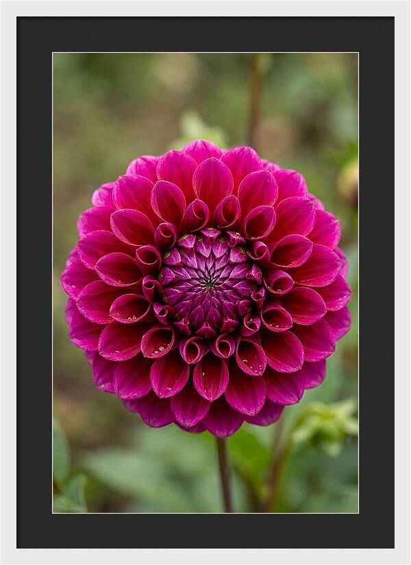 Dahlia Spiral