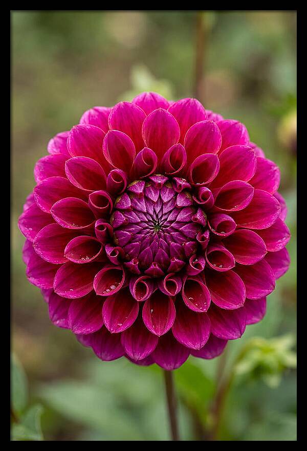 Dahlia Spiral