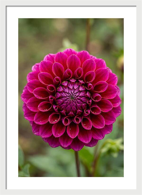 Dahlia Spiral
