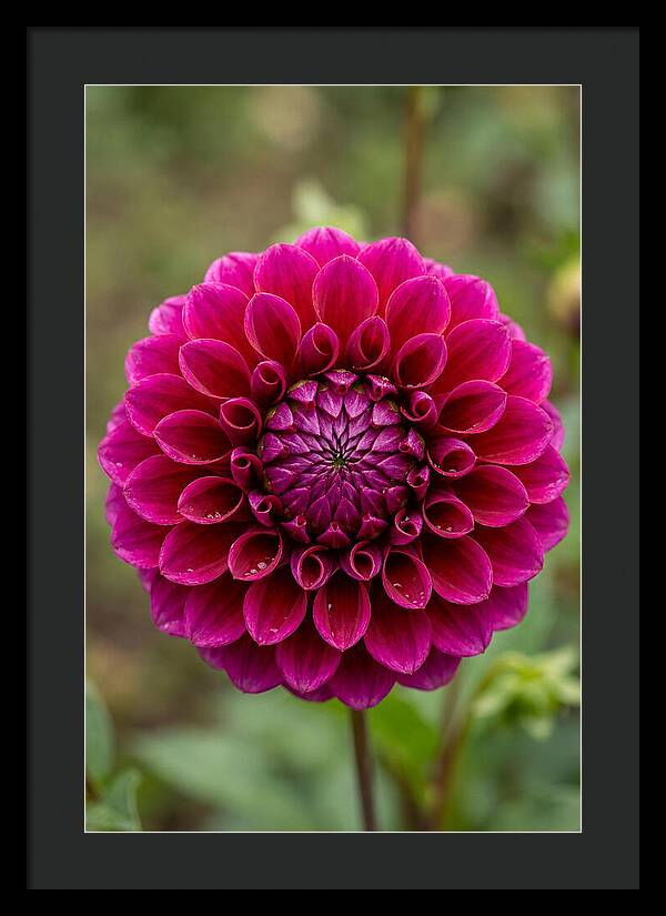 Dahlia Spiral