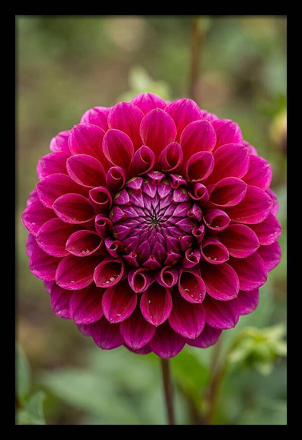 Dahlia Spiral