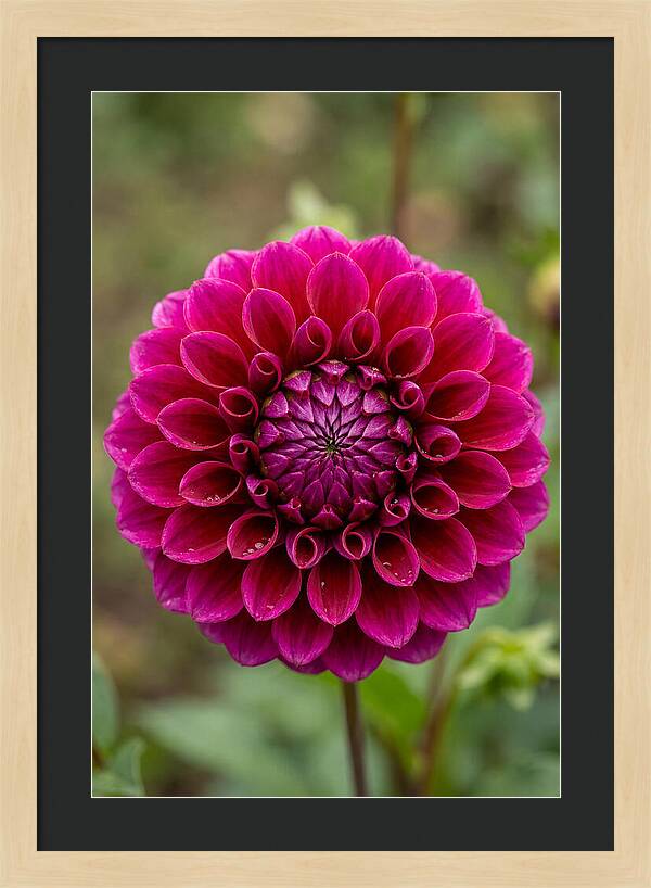 Dahlia Spiral