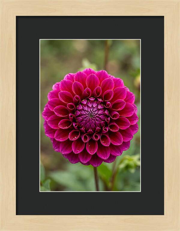 Dahlia Spiral