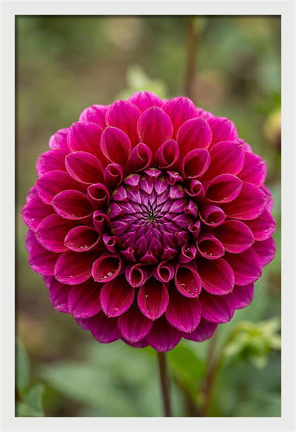 Dahlia Spiral