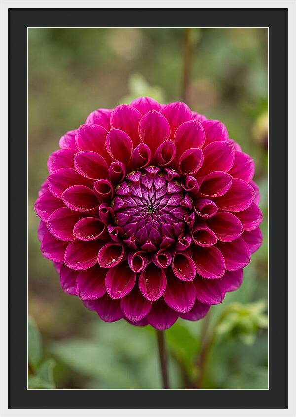 Dahlia Spiral