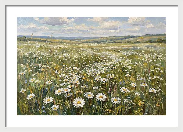 Daisy Field Under Open Skies