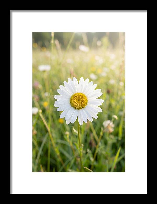 Daisy In A Sunlit Meadow