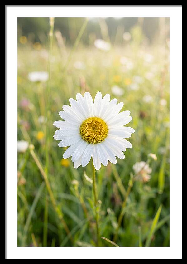 Daisy In A Sunlit Meadow