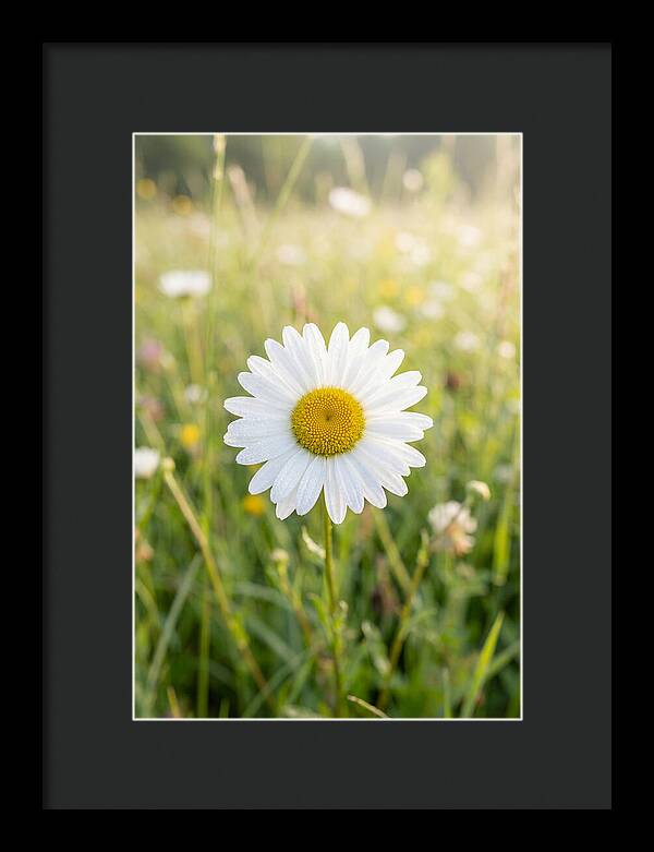 Daisy In A Sunlit Meadow