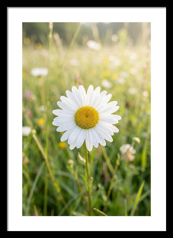 Daisy In A Sunlit Meadow