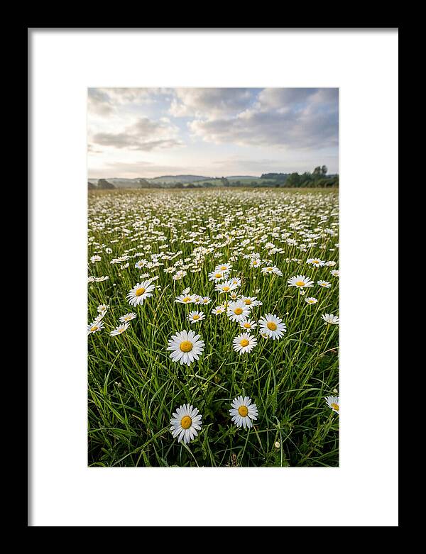 Daisyfilled English Meadow