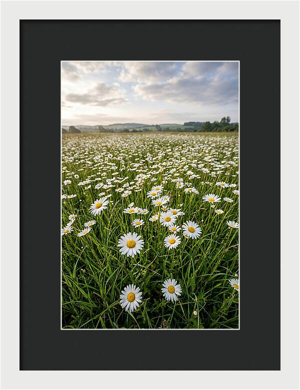 Daisyfilled English Meadow