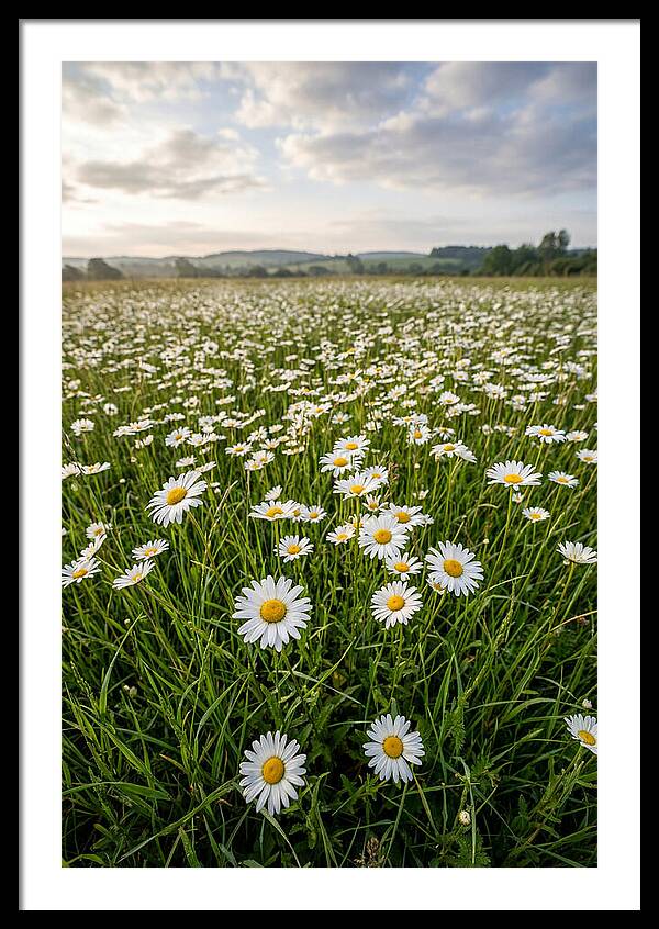 Daisyfilled English Meadow