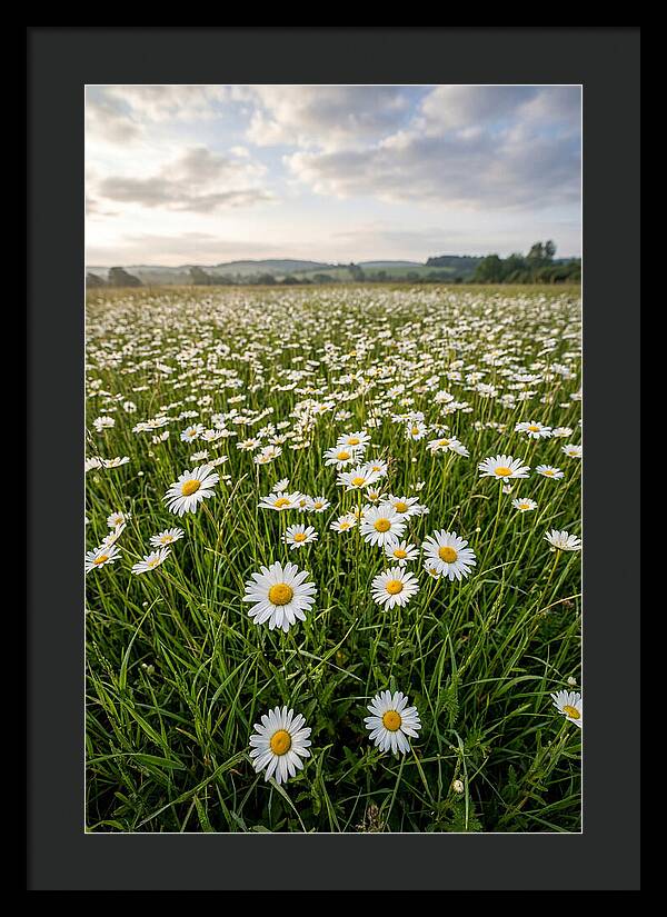 Daisyfilled English Meadow