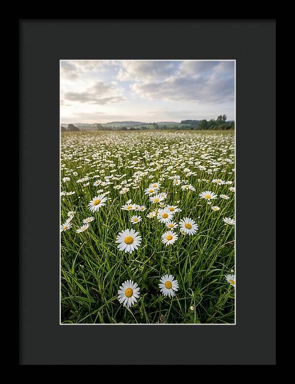 Daisyfilled English Meadow