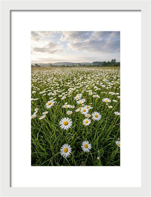 Daisyfilled English Meadow