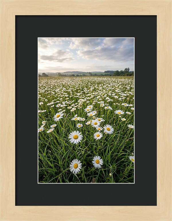 Daisyfilled English Meadow