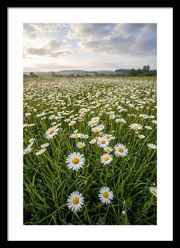 Daisyfilled English Meadow