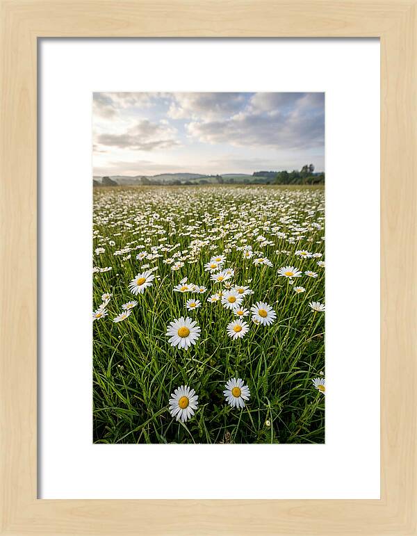 Daisyfilled English Meadow