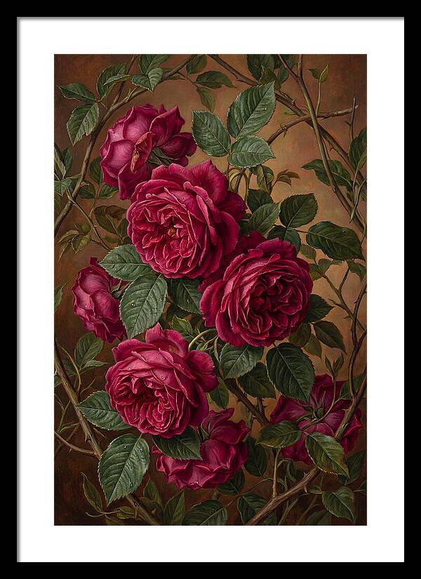 Damask Roses In Deep Crimson And Magenta