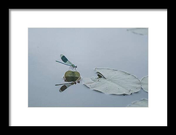 Damselfly Perched On Water Lily