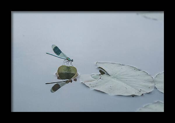 Damselfly Perched On Water Lily