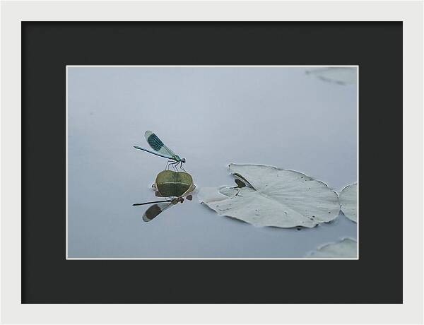 Damselfly Perched On Water Lily