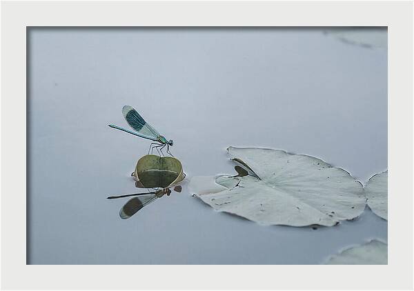 Damselfly Perched On Water Lily