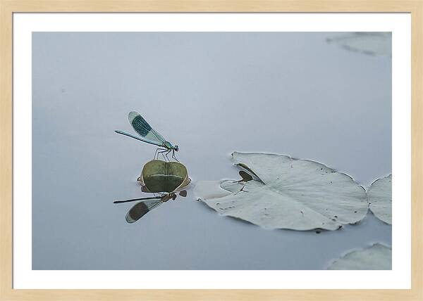 Damselfly Perched On Water Lily