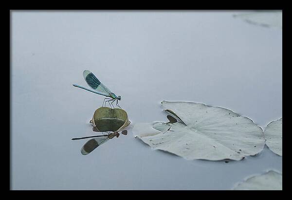 Damselfly Perched On Water Lily