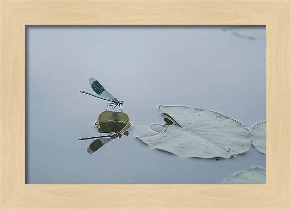 Damselfly Perched On Water Lily