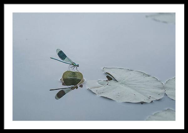 Damselfly Perched On Water Lily