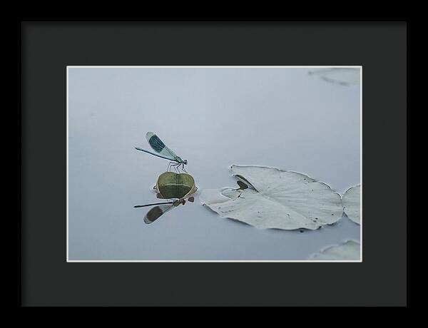 Damselfly Perched On Water Lily