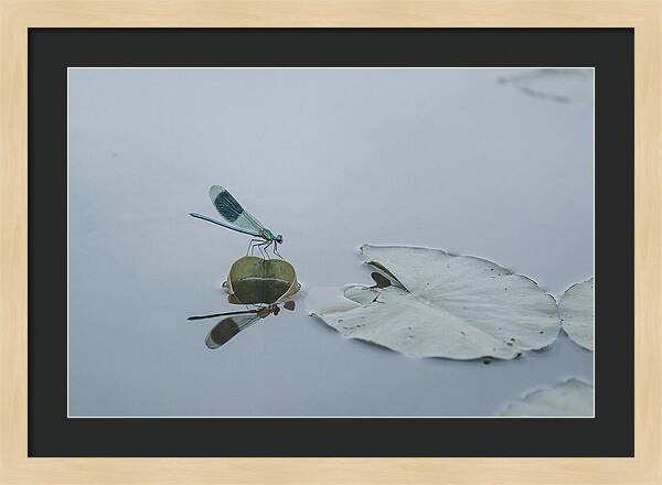 Damselfly Perched On Water Lily