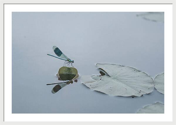 Damselfly Perched On Water Lily