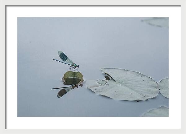 Damselfly Perched On Water Lily