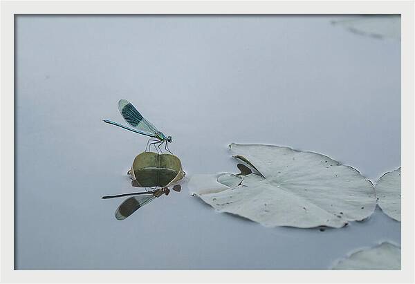 Damselfly Perched On Water Lily