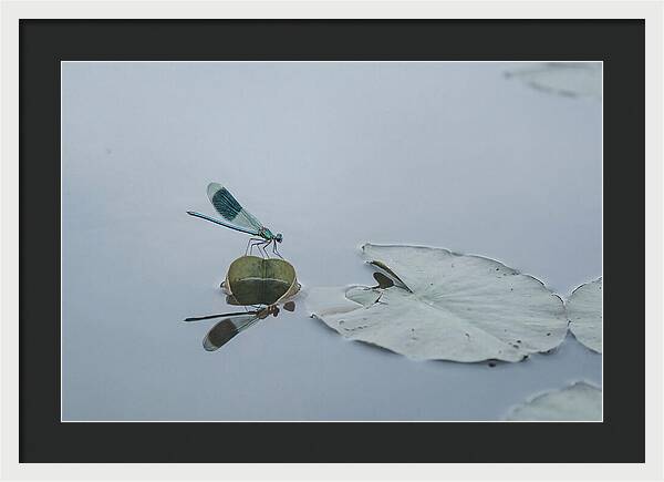 Damselfly Perched On Water Lily