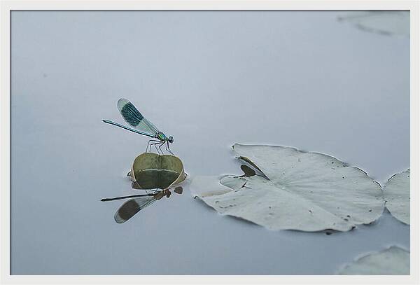 Damselfly Perched On Water Lily