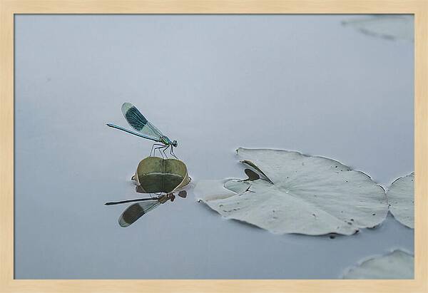 Damselfly Perched On Water Lily