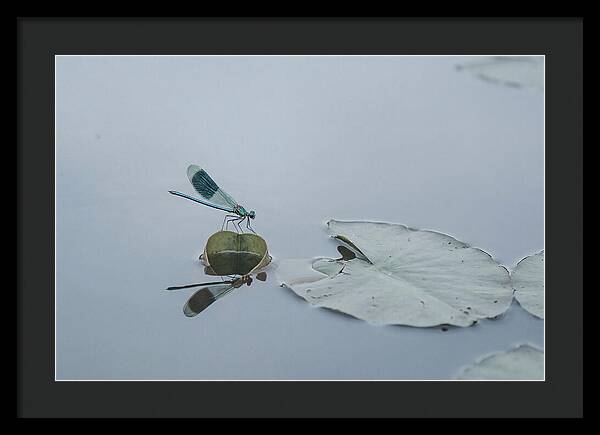 Damselfly Perched On Water Lily