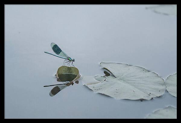 Damselfly Perched On Water Lily