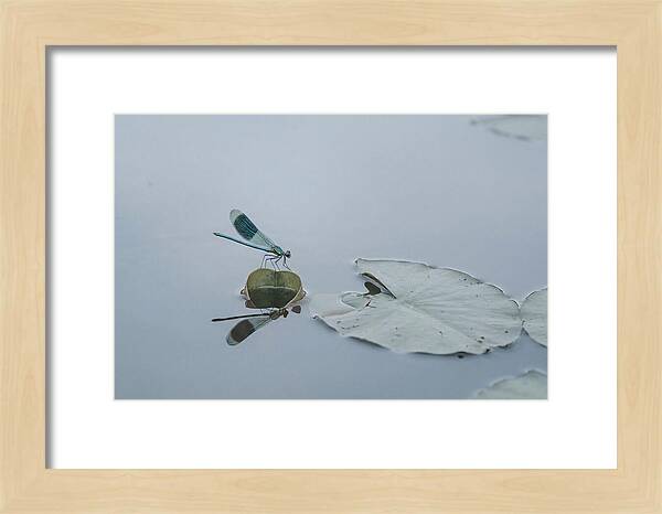 Damselfly Perched On Water Lily