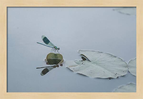 Damselfly Perched On Water Lily