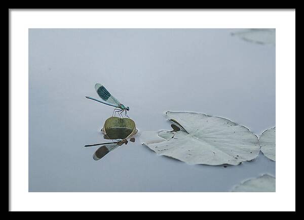 Damselfly Perched On Water Lily