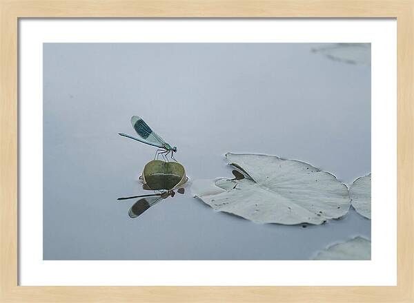 Damselfly Perched On Water Lily