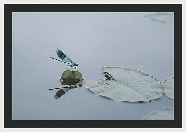 Damselfly Perched On Water Lily