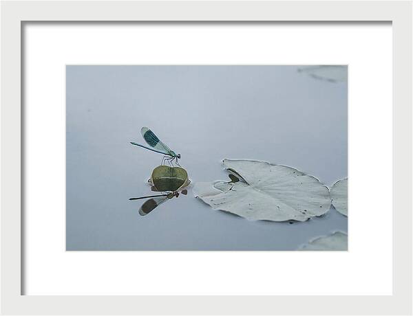 Damselfly Perched On Water Lily