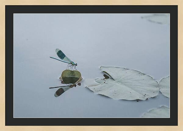 Damselfly Perched On Water Lily