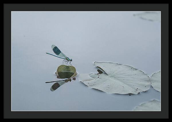 Damselfly Perched On Water Lily